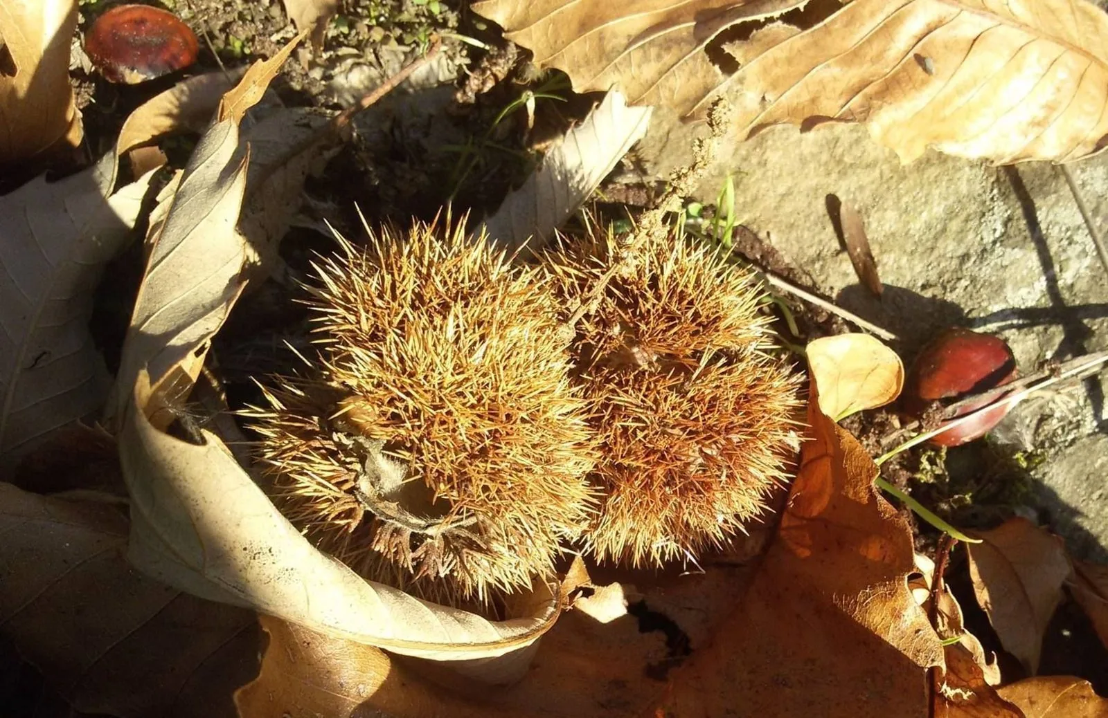 Ricci di castagno aperti tra le foglie secche nel sottobosco autunnale con alcune castagne