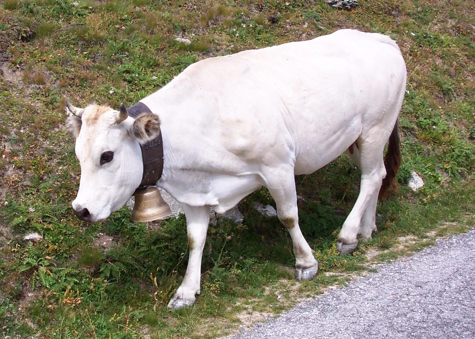Una mucca di razza Piemontese dal mantello bianco con campanaccio al pascolo in montagna