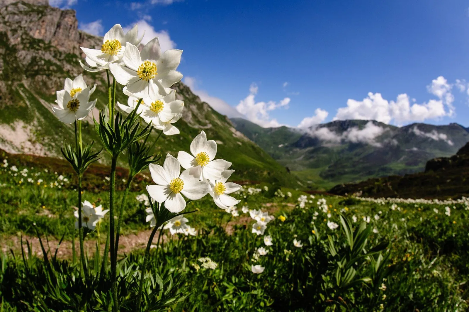 Fioritura di anemoni bianchi su un pascolo d'alta quota in valle Ellero, con montagne e nuvole sullo sfondo