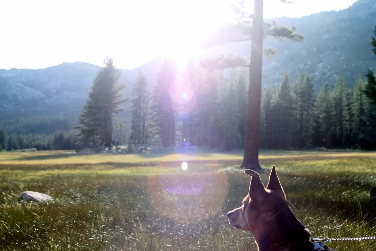 Un cane al guinzaglio osserva un prato di montagna tra i pini in controluce
